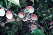 写真：果実は一果重が5gくらいのやや偏球形の小果です。
