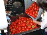 写真1：トマト水洗い