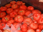 写真2：トマト水洗い