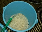 写真：容器に米を入れ、水を注ぐ