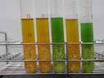 写真：pH指示薬法・染色液による判定