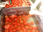 写真：トマト選別