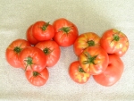 写真：トマト熟度不足