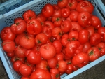 写真1：原料のトマトは水洗いする