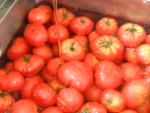 写真2：原料のトマトは水洗いする
