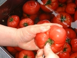 写真：トマトのヘタを取る