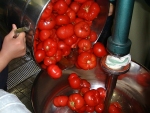 写真：トマトを二重釜に入れる