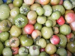 写真：大小様々、熟度様々なトマト