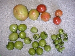 写真：収穫したトマトは大きさ、熟度（色付き状態）で分ける