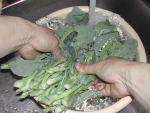 写真：のらぼう菜を水で洗う