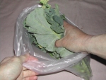 写真：のらぼう菜をポリエチレン袋に入れる