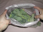 写真：ポリエチレン袋に入れたのらぼう菜