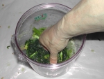 写真：漬け込み容器に詰めたのらぼう菜をキュッと押さえる
