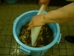写真：洗い桶にラッキョウを入れ、板を使って、ガシャガシャとかき混ぜ洗う