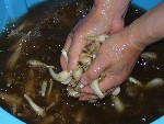 写真：両手でラッキョウを擦り合わせて、泥の付いた表面の薄皮を除くように洗う