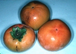 写真：干し柿の原料には渋柿が用いられます。