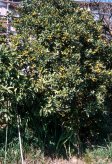 写真：キンカンの木