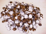 写真：シジミの貝殻