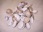 写真：アサリの貝殻