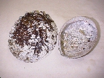 写真：アワビの貝殻