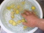 写真：熟して黄色くなったウメをサッと洗う