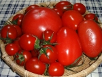 写真：様々なトマト