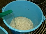写真：バケツに洗米を入れ、水を入れる