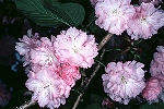 写真：濃いピンクのヤエ花