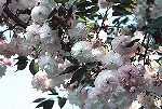 写真：淡いピンクのヤエ花