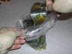 写真：ポリエチレン袋にカラシナと漬け液を入れる
