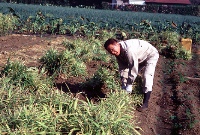 写真：熱帯アジア原産の多年生草本です