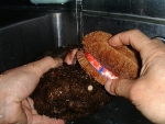 写真：亀の子たわしを使ってゴシゴシと洗う