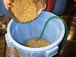 写真2：大豆を良く洗う