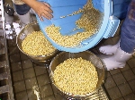 写真：2）の大豆の水を切り