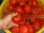 写真：トマト水洗い