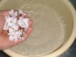写真：サクラの花は水洗いする