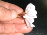 写真：（2）のサクラの花を手に取る