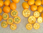 写真：左:通常栽培されているキンカン、右:プチマル