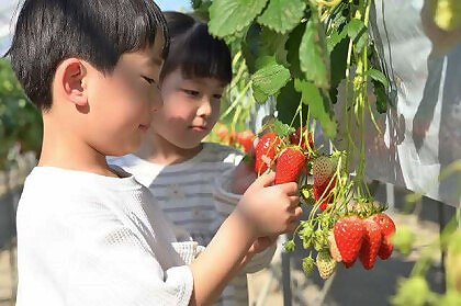 いちご狩り（厚木）