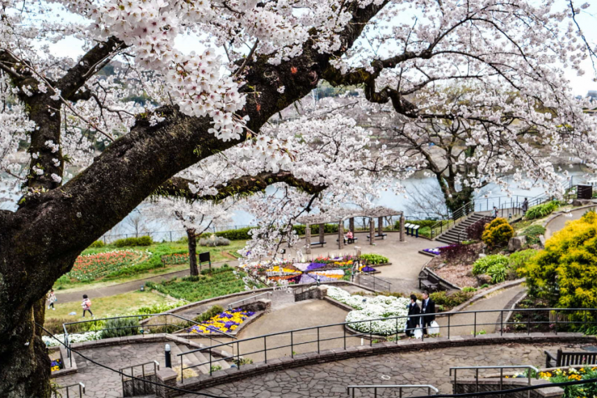 津久井湖花の苑地に咲く桜