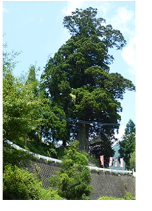 中川の箒杉の写真
