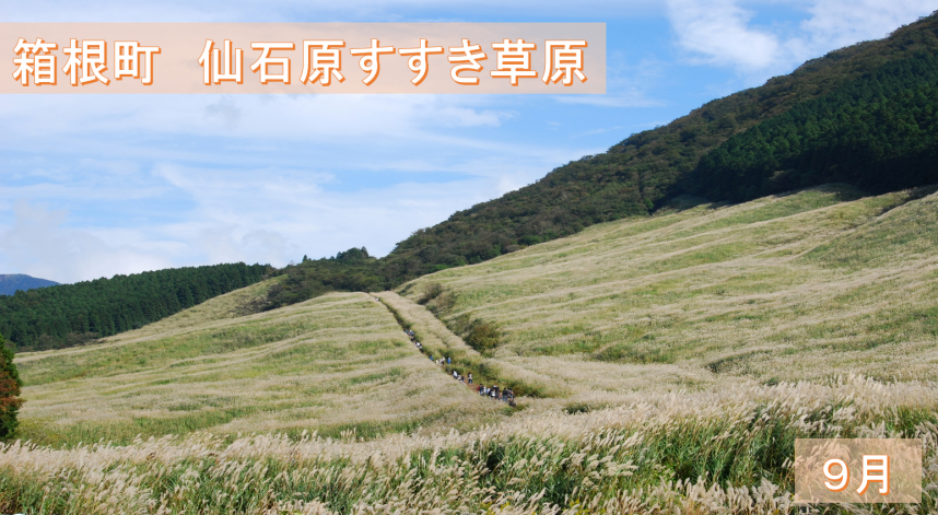 9月　箱根すすき