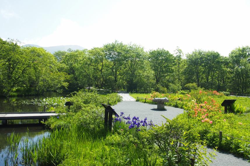 箱根湿生花園