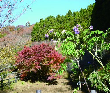 最明寺史跡公園