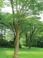 九頭龍の森