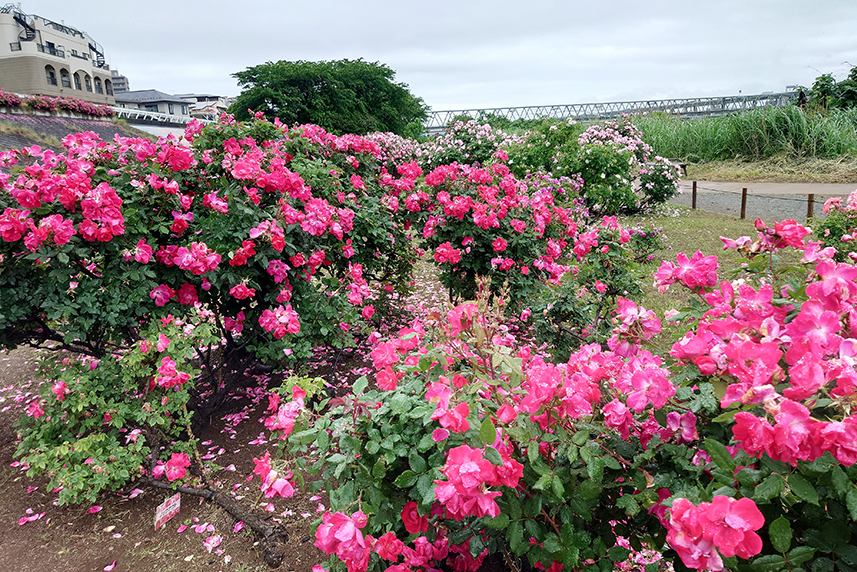 ローズガーデンフェスティバルの会場とばらの花