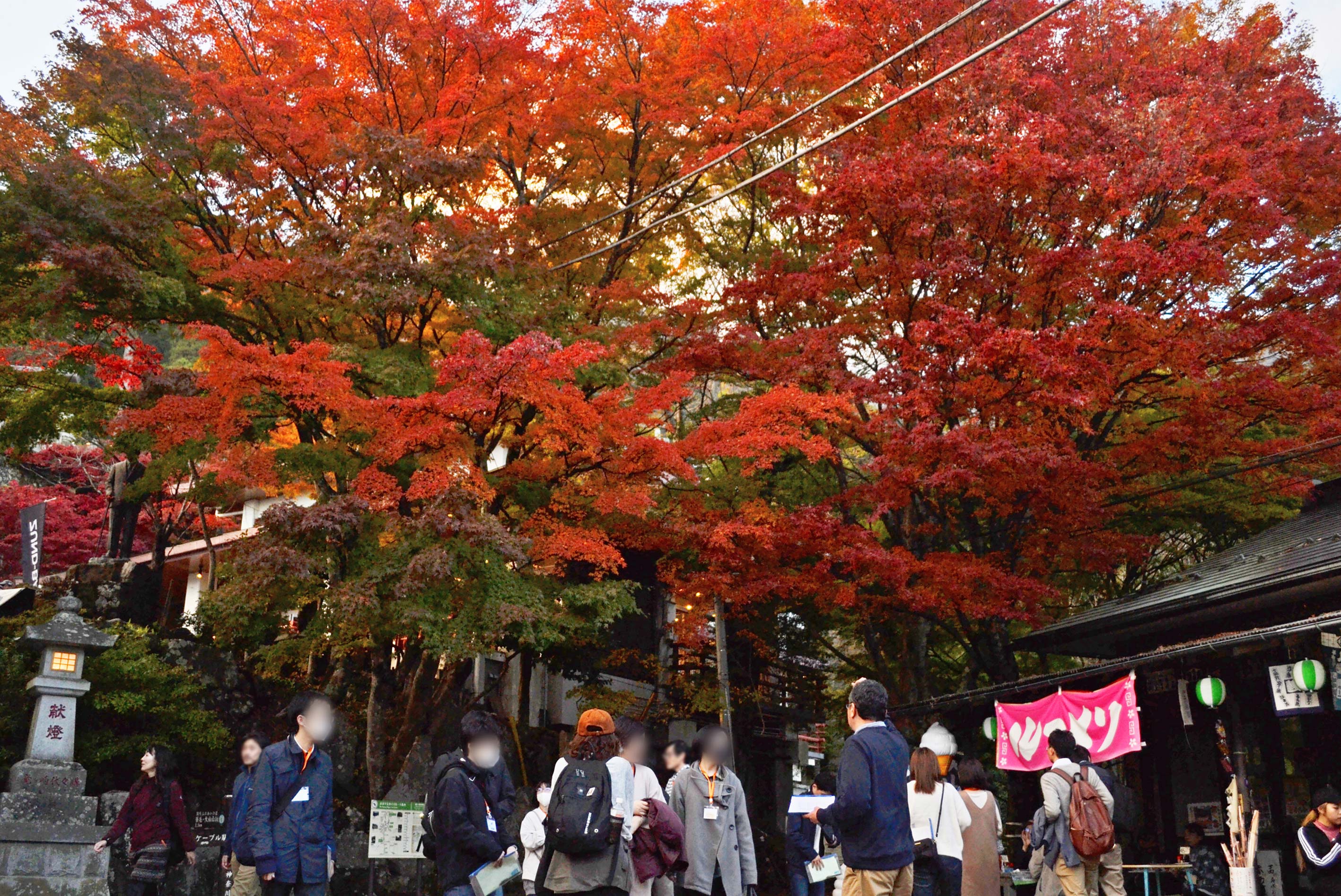 紅葉した木の下に集合する参加者たち