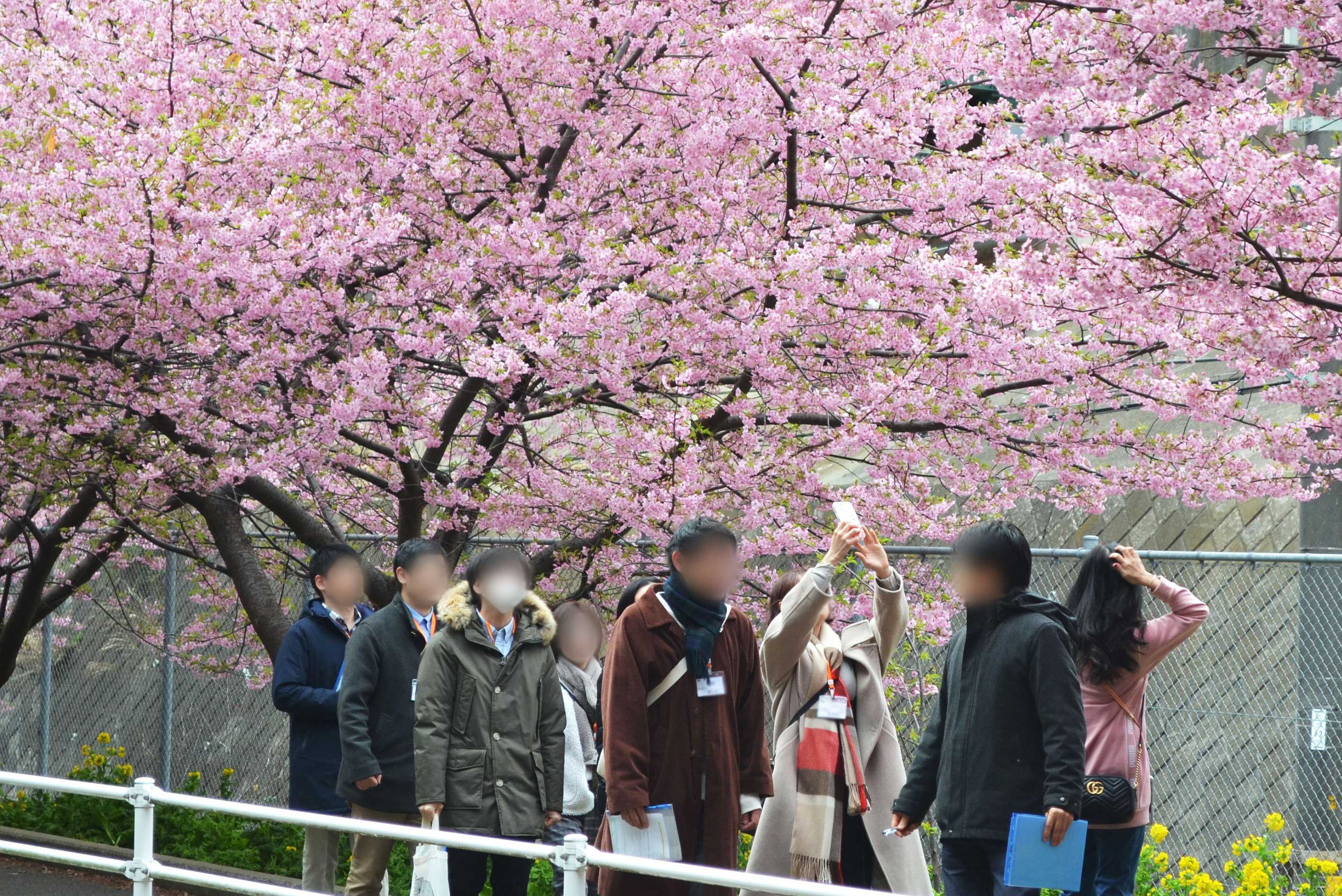 桜の下を歩く参加者たち