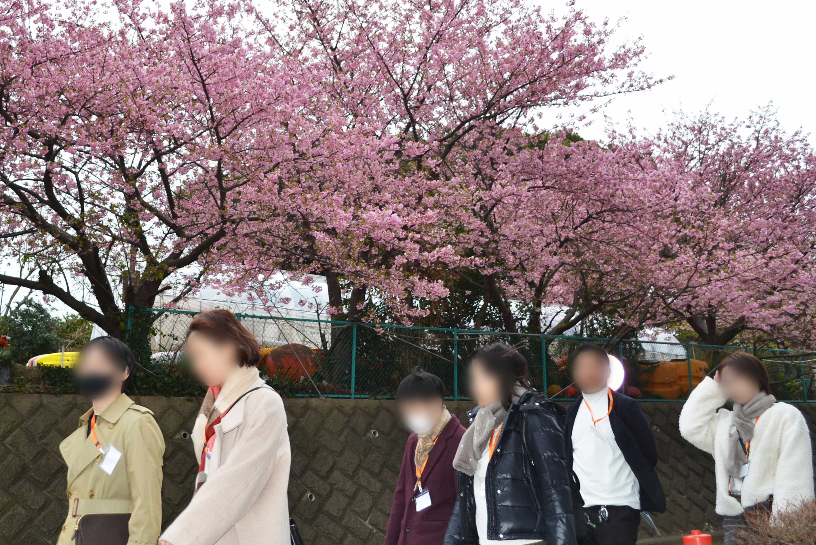 桜並木を散策する参加者たち