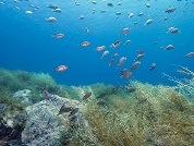 「かながわブルーカーボンシンポジウム」を開催します！